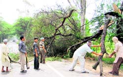 Employees of the Forest Department and the PWD clear the Jalandhar-Chandigarh highway after a squall hit Behram and the surrounding villages in Nawanshahr 