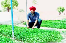 Nirbhai Singh Khalsa inspecting seedlings at his nursery in Sukha Singh Wala village of Bathinda district