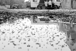 Mosquitoes breed in the accumulated water near General Hospital, Sector 6, Panchkula