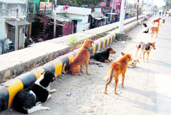Stray dogs roam on a road of Dehradun