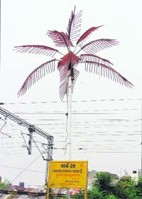 One of the electrical trees in Ludhiana that need maintenance