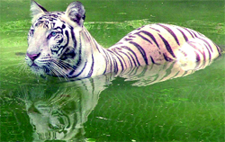 A tiger beats the heat at the zoo in New Delhi on Thursday.