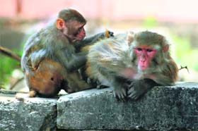 This simian takes out lice from the hair of its companion in Jammu