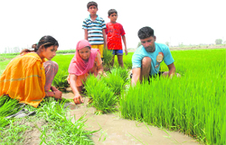 Ramandeep Kaur, Kamaljit and Karamjit work in paddy fields along with their parents in Raipur Gujran village in Jalandhar