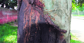 A damaged tree can be dangerous during the rainy season