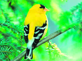 American goldfinchs fed on a carotenoid-rich diet yielded striking yellow feathers