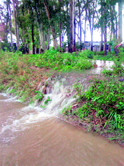 Sirhind canal overflows in Dhande village, flooding fields after heavy rains in Ludhiana district.