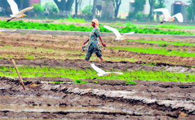 Rain brought cheers to farmers, who are in the process of transplanting paddy, in Ludhiana on Sunday.