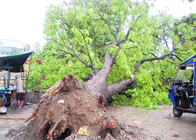 A tree uprooted in the incessant rains