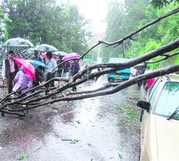 A tree that fell on the road near the Kalibari temple due to heavy rain in Shimla on Tuesday.