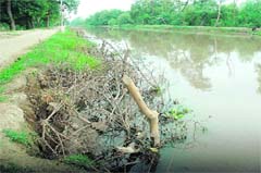 A view of an eroded bank of the Bathinda branch of the Sirhind canal