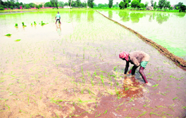 A migrant labourer sows paddy in the fields at Baddhowal village after a gap of four days, as heavy rain kept labourers off work