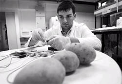 Bioengineering student Alex Golberg demonstrates a battery powered by a potato in a lab at Hebrew University in Jerusalem. The electric battery based on boiled potatoes could provide a cheap source of electricity in the developing world, according to the technology transfer company of the university. 
