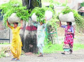 A group of women carry green fodder for their milch animals in Dehradun on Friday