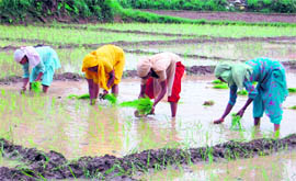 Women transplant paddy in their fields with the onset of monsoon in the Doon valley