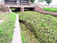 A canal, in which water has stopped flowing as it has been heavily choked by hyacinths in the Malwa region