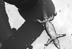 A view of the dead crocodile floating in one of the water tanks of the Rajpura Municipal Council. 