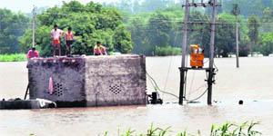 Transplanted paddy completely damaged in a field on the Kurukshetra-Kaithal road.
