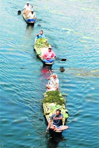 Workers of the Lake and Waterways Authority remove weeds from the Dal Lake in Srinagar