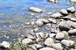 A file photo of dead fish lying in the Sutlej.