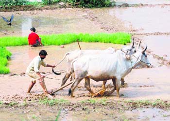 A farmer ploughs his field to prepare it for paddy transplantation in Nehru Gram near Dehradun on Wednesday.