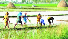 With flood water receding, labourers get busy in transplanting paddy in Binjal village in the Devigarh area