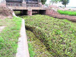 A canal, in which water has stopped flowing as it has been heavily choked by hyacinths in the Malwa region. 