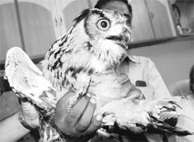A rare species of Indian Horn Owl.