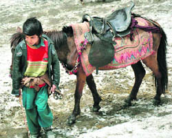 A litle ponywalla at Amarnath cave shrine.