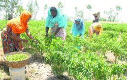 Labourers pluck chillies in Pachranga village on the Jammu-Jalandhar highway.