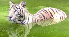 A tiger cools it in a pond at Delhi Zoo.