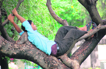 A boy enjoys the weather on a tree in Dehradun 