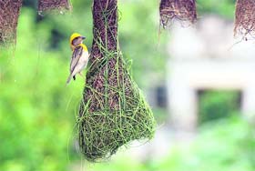 A bird weaves its nest in Dehradun