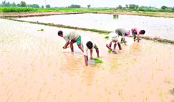 Labourers plant paddy in a field at Kullian village in RS Pura.