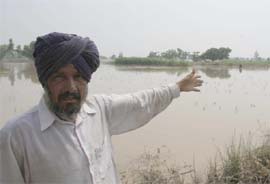 A farmer, Tula Singh, shows his destroyed cotton crop in the Kanewal area of Mansa district on Sunday.
