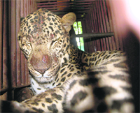 An injured leopard that was found in the Maldevta forest near Dehradun 