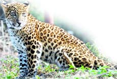 A leopard that was caught from the Forest Survey of India, Dehradun.