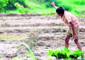 A village lad prepares to plant paddy in a field in Dehradun.