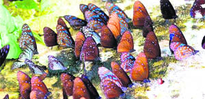 Butterflies at Namdhapa National Park in Arunachal during Butterfly India Meet.