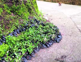 Saplings for plantation under the green project lie abandoned in Mussoorie 