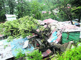 A view of the site where a tree fell on shanties due to heavy rain near Lakkar Bazaar bus stand in Shimla on Sunday.