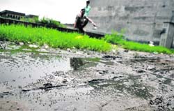 Mosquito larvae in stagnant water at Dhandari Kalan, Ludhiana