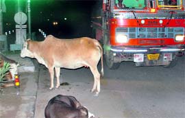 Stray cattle on a road in Zirakpur