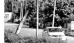 Damaged streetlight poles near Industrial Area in Panchkula