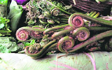Fiddlehead fern, locally called lengada, at a vegetable store.