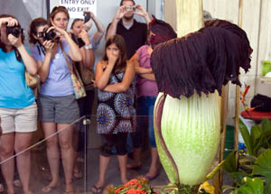 Visitors take photos and hold their noses as they view the Amorphophallus titanum plant, better known as the Corpse Flower, as it blooms inside the Houston Museum of Natural Science in Houston on July 23, 2010. Corpse flower blooms are extremely rare and release a strong odor of rotting meat in order to attract pollinating insects.