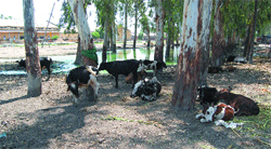 As government organs fail to provides shelter to stray animals, these speechless creatures make any area close to garbage dumps and bazaars their staying place.