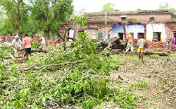 Trees being axed in Canal Colony in Amritsar.