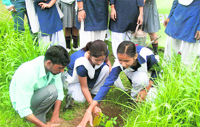 Schoolchildren plant saplings in KV BHEL in Haridwar