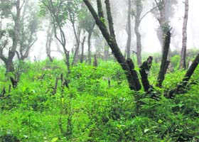 A view of axed trees at a private estate forest land in Mussoorie